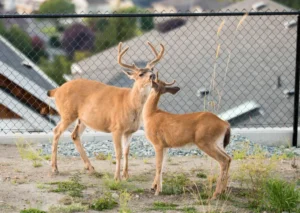 Deer Fence