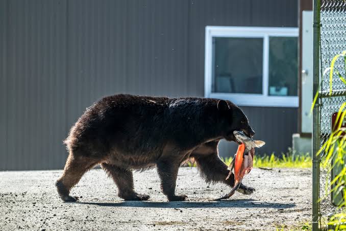 alaska bear safari